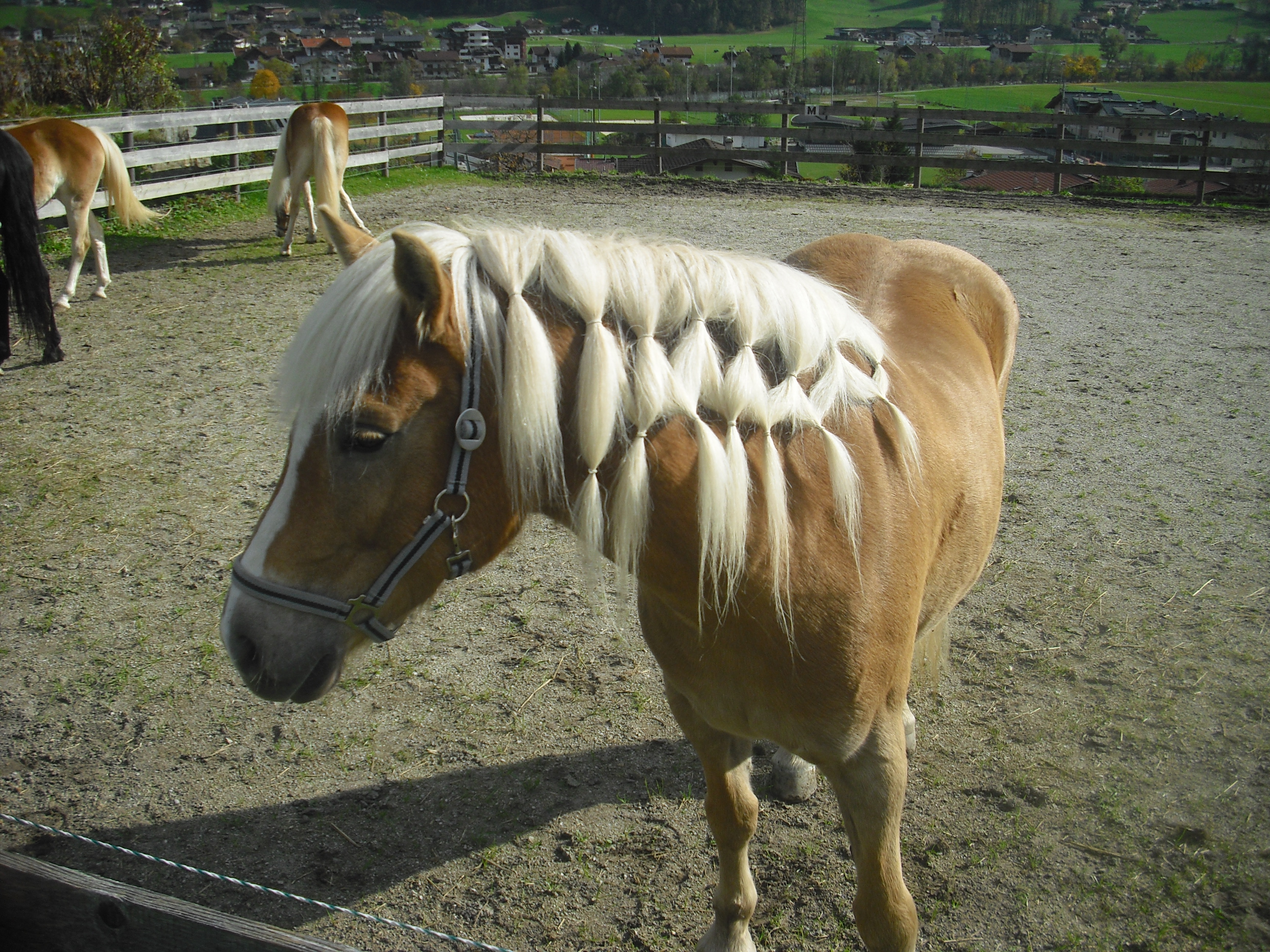 maehnennetz frisur pferd Mähnennetz Pferdefrisur   Anleitung mit Bildern zum Mähne flechten
