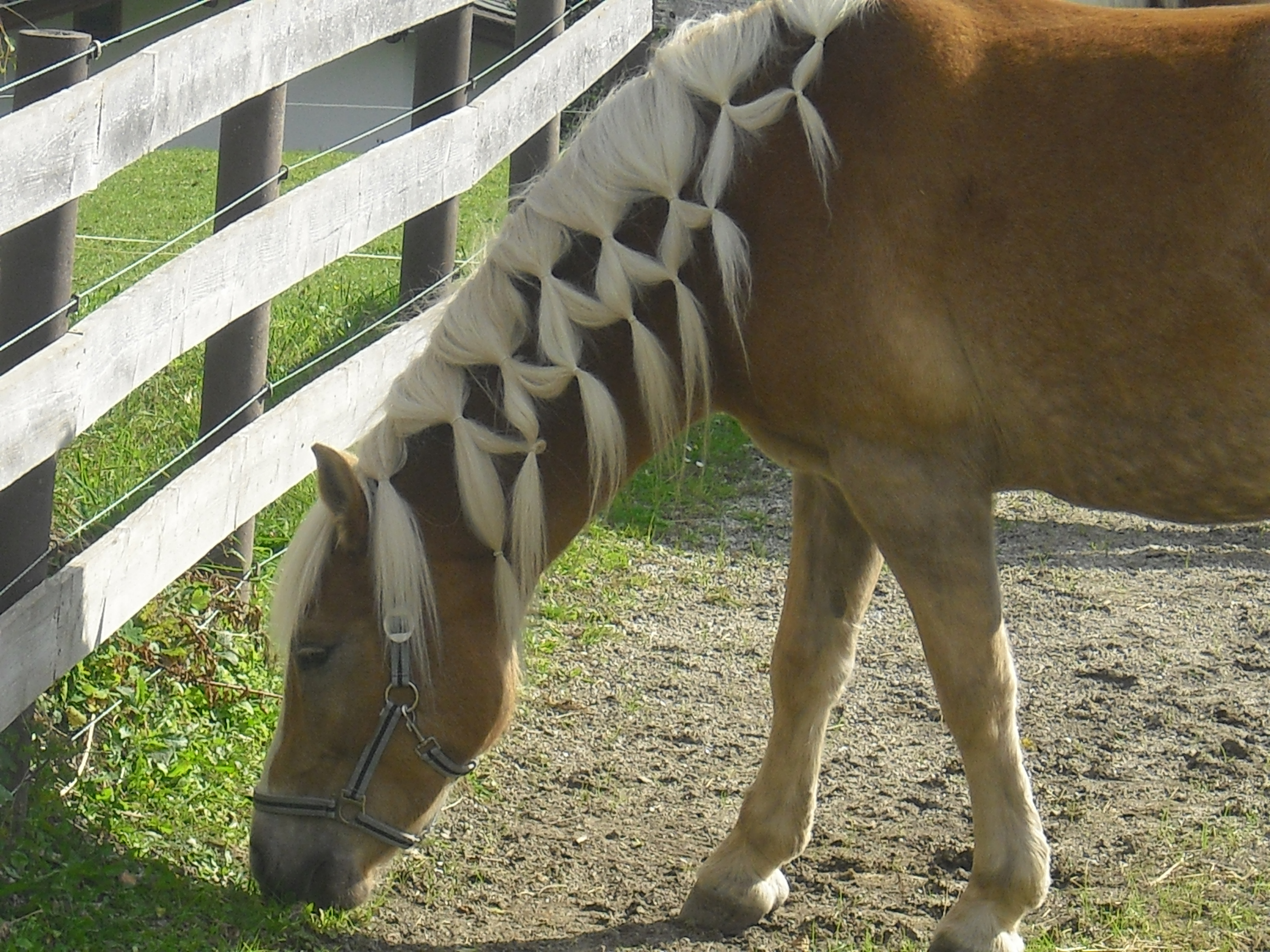pferde frisuer Mähnennetz Pferdefrisur   Anleitung mit Bildern zum Mähne flechten